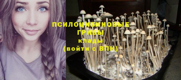 прущие грибы Баксан